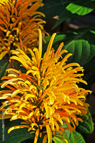 Brazilian plume flowers (Justicia umbrosa or Justicia aurea) photo