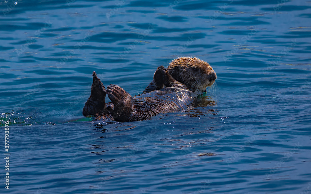 Fototapeta premium Sea otter near Morro rock in California
