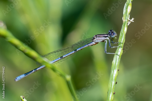 A female Familiar Bluet (Enallagma civile) carrying eggs perches on a sprig of grass. photo