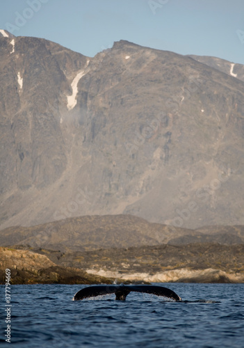 Humpback Whale, Greenland