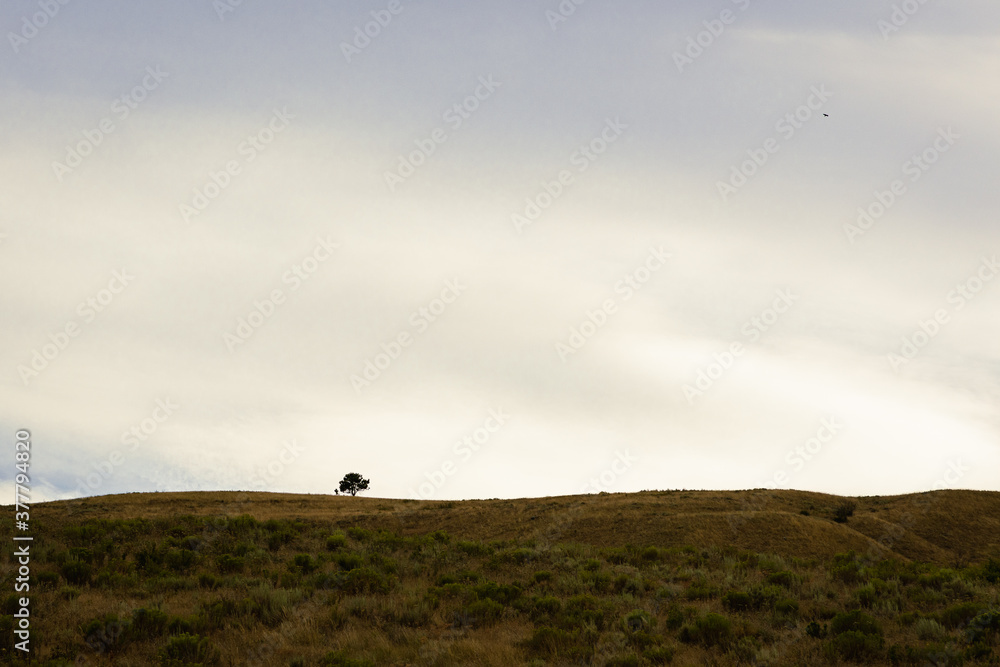 Obraz premium lonely tree and sky