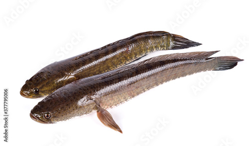 Snakehead fish isolated on white background photo