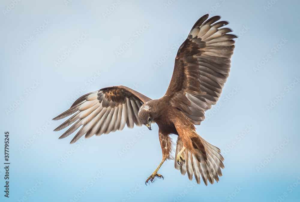 Obraz premium Wild hawk landing New Zealand Kahu