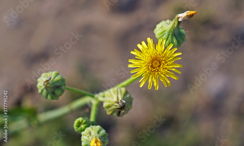 Common sow thistle flower (Sonchus oleraceus)