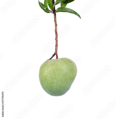 Mango (R2E2) fruit isolated on white background photo