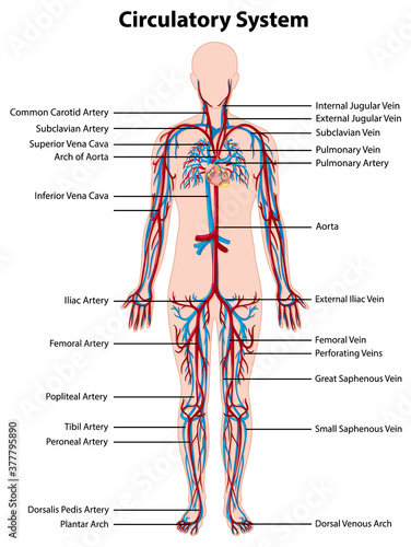 Anatomy of circulatory system