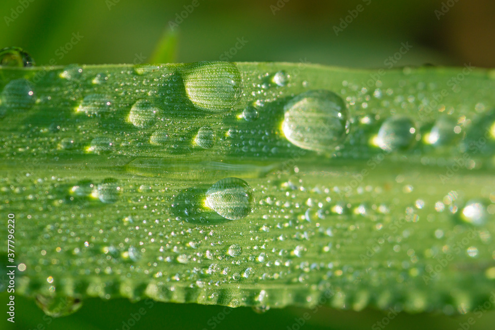 草の葉についた朝露 草の葉についた朝露