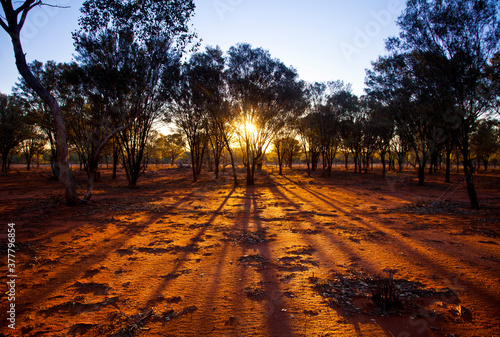 Trees silhouetted by a sunset. Light rays stream through trees in the Australian outback. Balonne Queensland. Fingers of god illuminate red bushland.