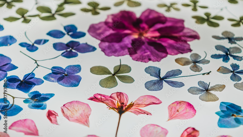 Pressed floral background on light table Pressed floral background on light table