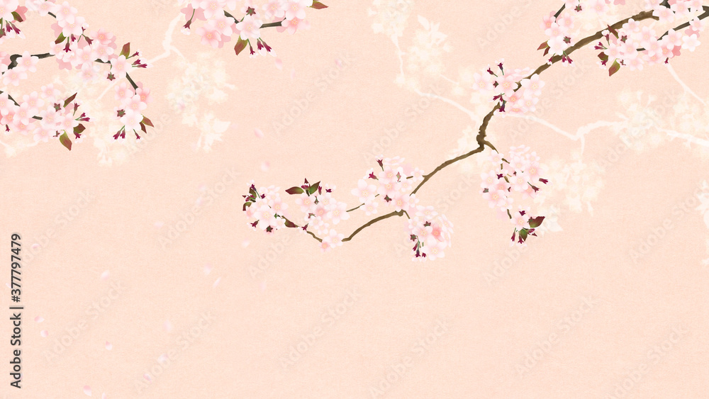 Cherry blossom background with the image of spring in Asia