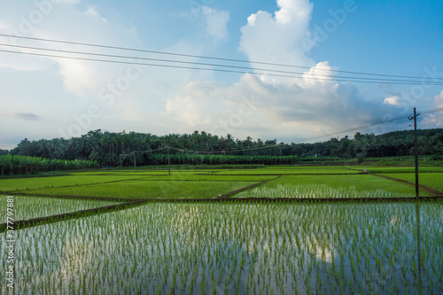 farmland