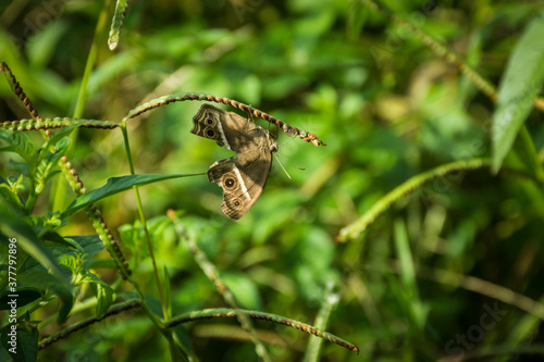 Dark-branded Bushbrown