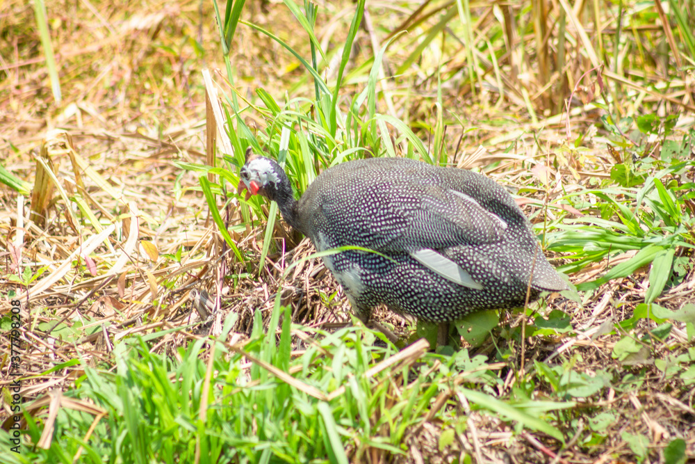 Ave de El alcaraván común (Vanellus chilensis) Ave de El alcaraván común (Vanellus chilensis)