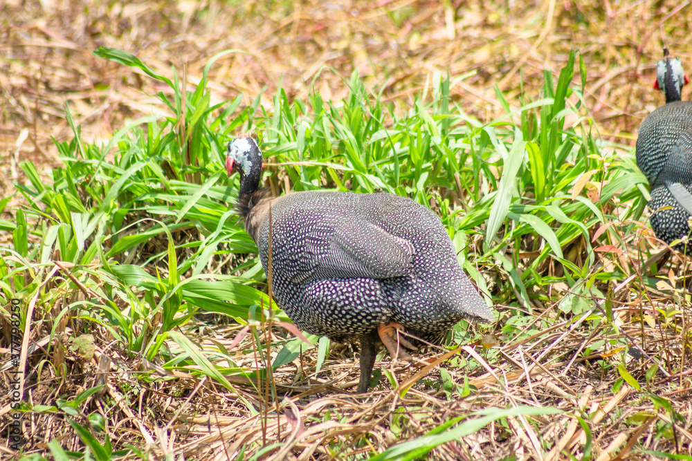 Southern lapwing bird (Vanellus chilensis) Southern lapwing bird (Vanellus chilensis)