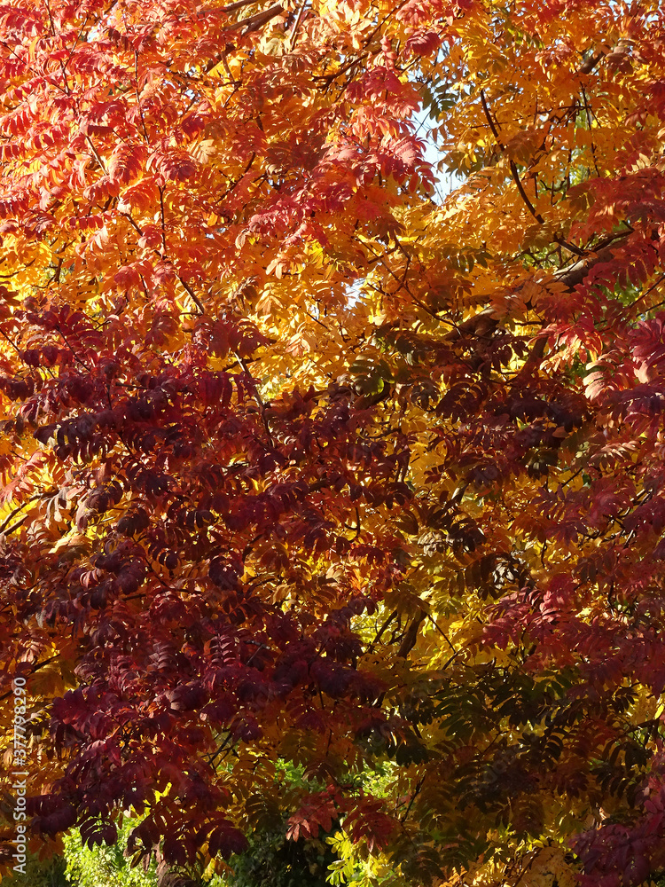 leaves leaves