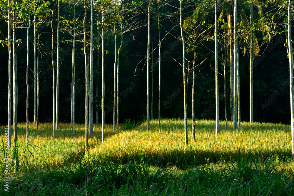 Fototapeta premium trees in the park