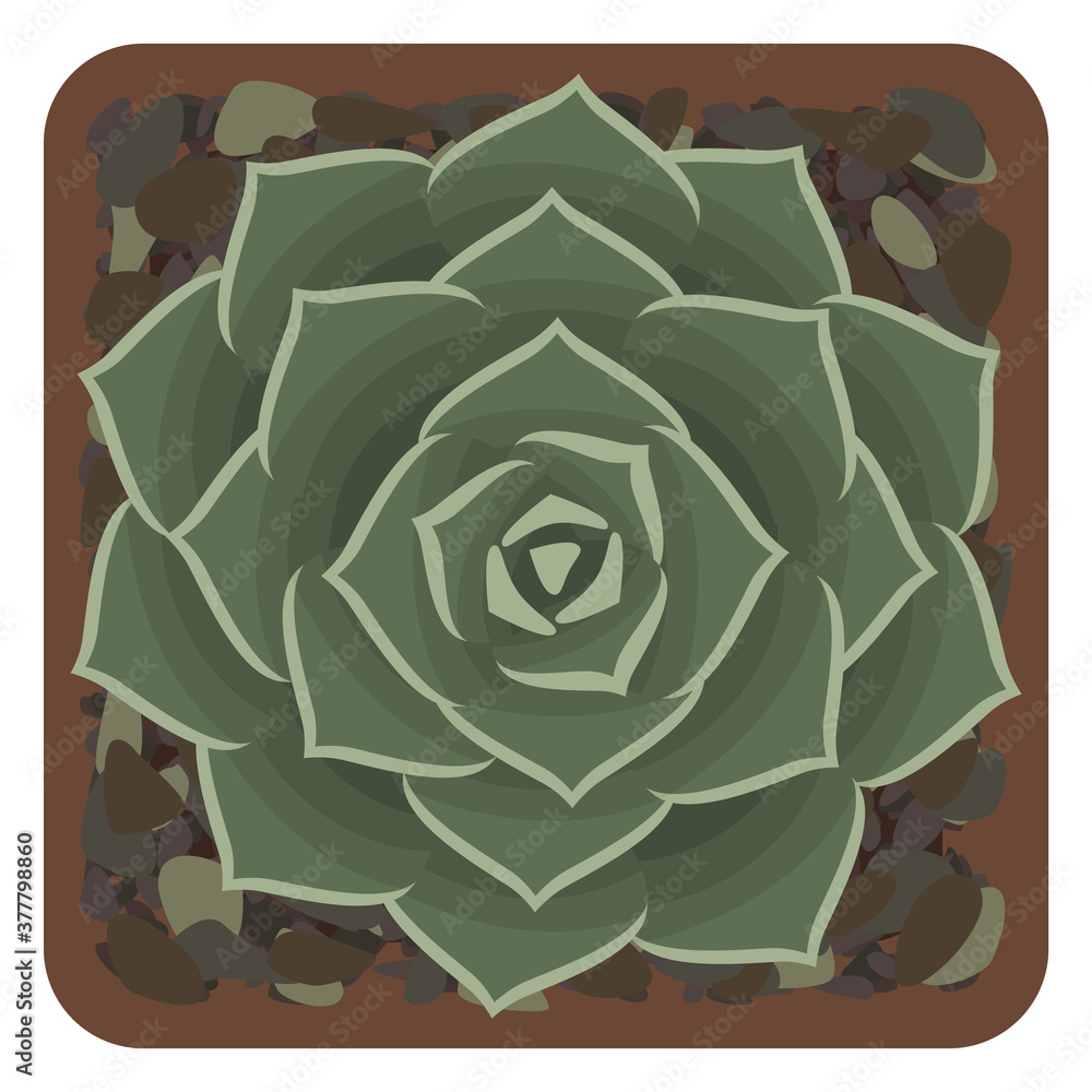 Echeveria succulent in pot. Top view. Isolated on white. Vector illustration. Echeveria succulent in pot. Top view. Isolated on white. Vector illustration.