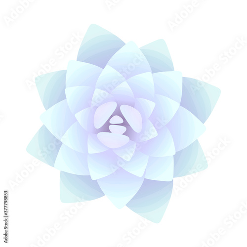The blue succulent. The view from the top. Isolated plant on a white background. Vector illustration.