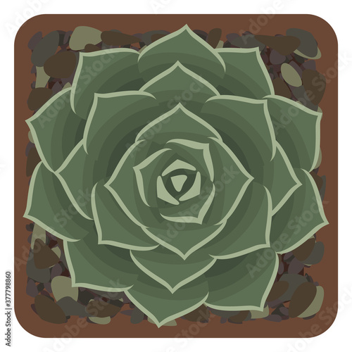 Echeveria succulent in pot. Top view. Isolated on white. Vector illustration.