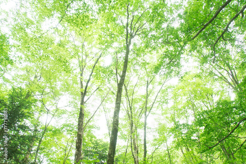 森の木々 愛知県豊田市 稲武地区 日本
