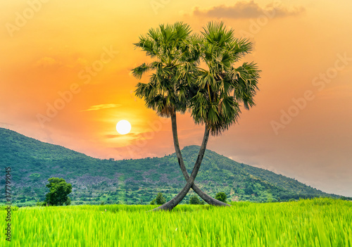 Colorful sunset sugar palms tree in a rice field with a beautiful mountain backdrop photo