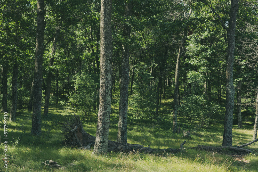 Fototapeta premium forest in the morning