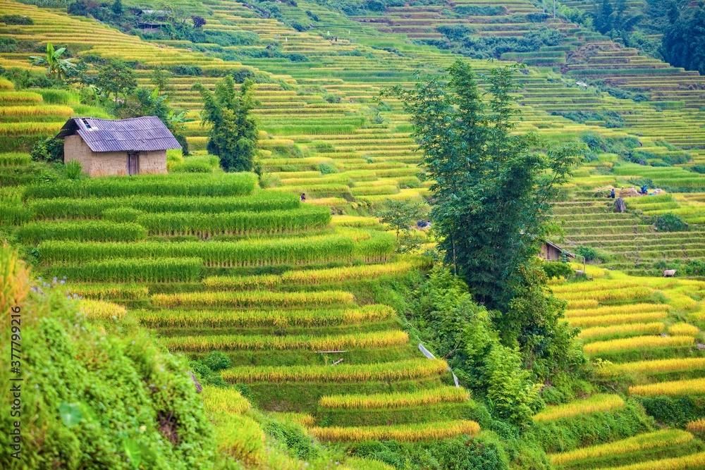 Terrace rice field and mountain view, Sapa, Vietnam Vietnam landscapes.
