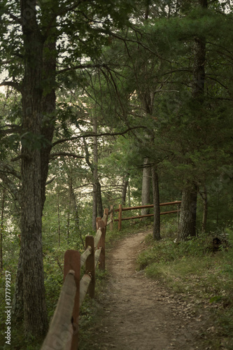 footpath in the woods