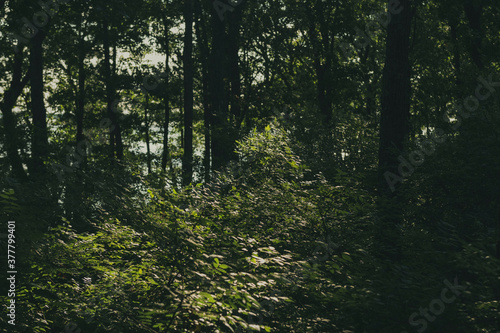 morning in the forest