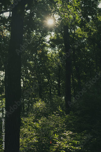 sun rays through the forest