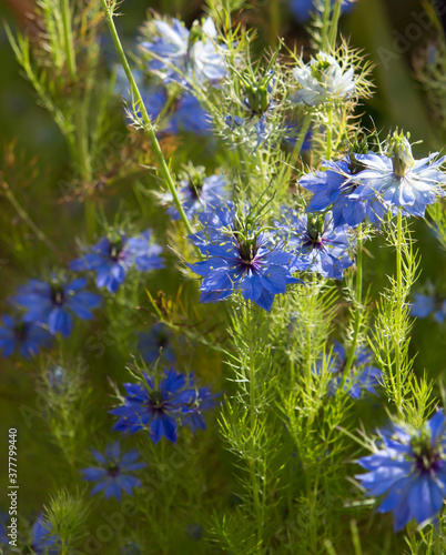 Ethereal wispy pale blue flowers of Nigella damascena , love-in-a-mist, ragged lady or devil in the bush, an annual garden flowering plant,in the buttercup family Ranunculaceae.