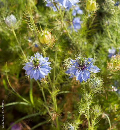 Ethereal wispy pale blue flowers of Nigella damascena , love-in-a-mist, ragged lady or devil in the bush, an annual garden flowering plant,in the buttercup family Ranunculaceae.