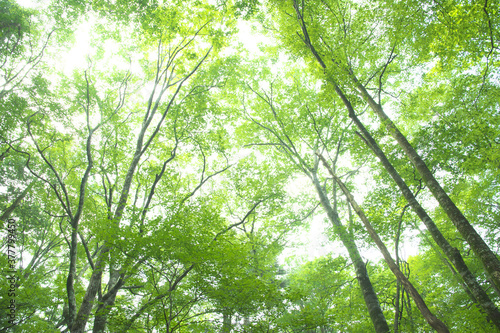 森の木々 愛知県豊田市 稲武地区 日本