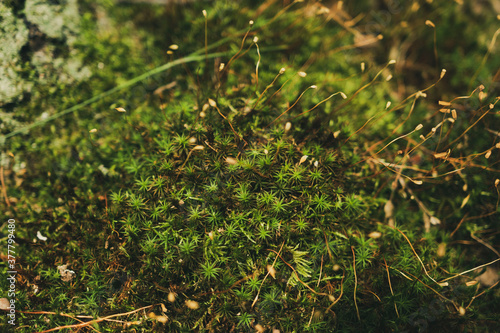 moss on the ground