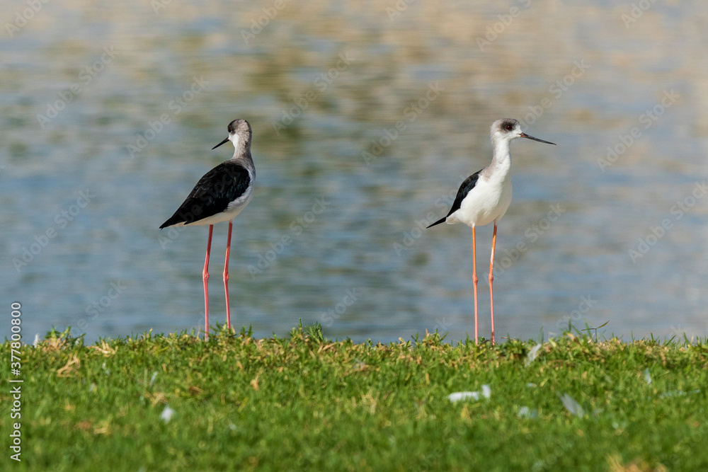 Obraz premium Pair of Black-winged Stilts Himantopus himantopus Costa Ballena Cadiz