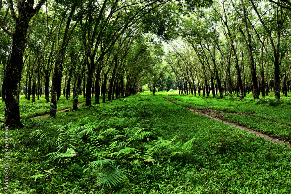 path in the forest