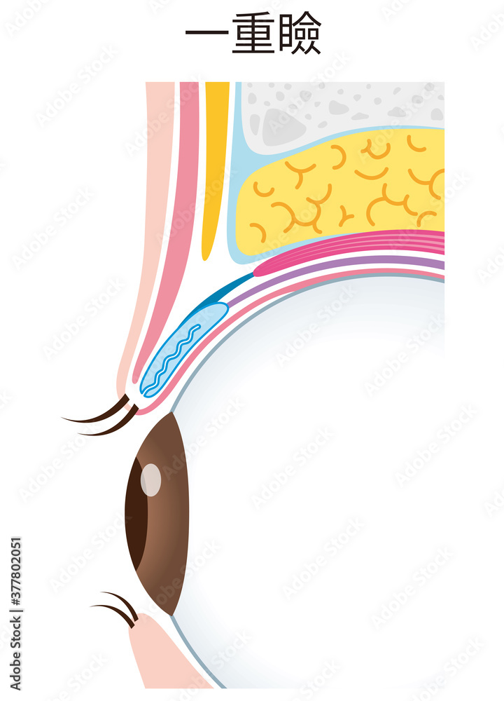 一重瞼の構造 まぶた 断面図 Stock イラスト Adobe Stock