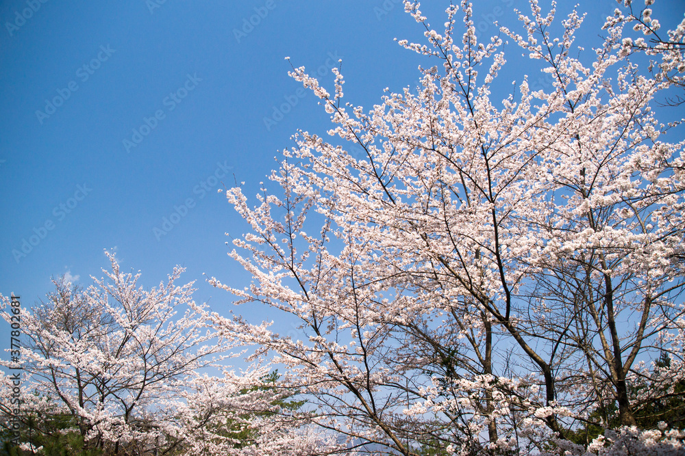 竹田城春景色桜花爛漫