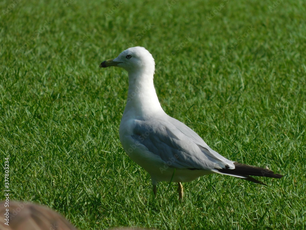 Obraz premium Mouette seagull