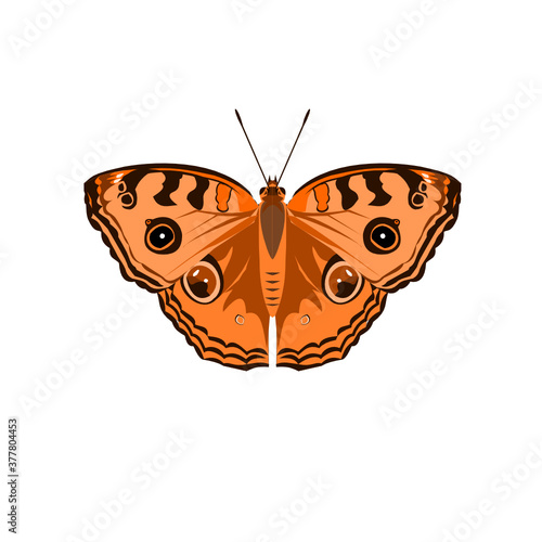 The Peacock Pansy ( Junonia almana ) butterfly isolated on white background, Pattern similar to the eyes on the wing of orange color insect, Illustration in the style of graphic and vector design © anant_kaset