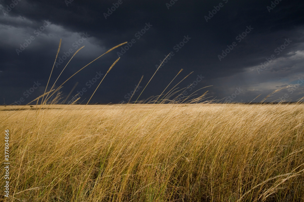 Fototapeta premium Storm Clouds above Savanna, Masai Mara Game Reserve, Kenya