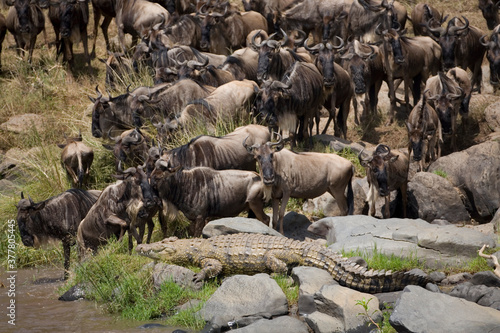 Wildebeest Migration, Masai Mara, Kenya © Paul