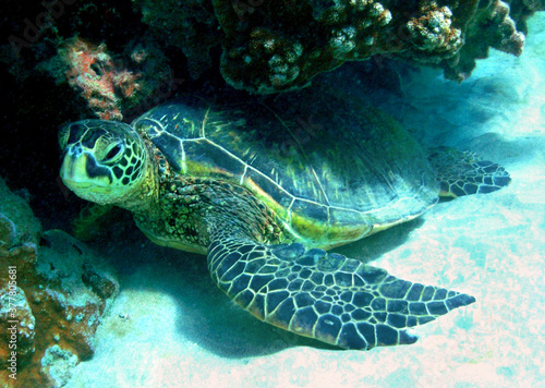 Sea Turtle off the shore of Maui  Hawaii.