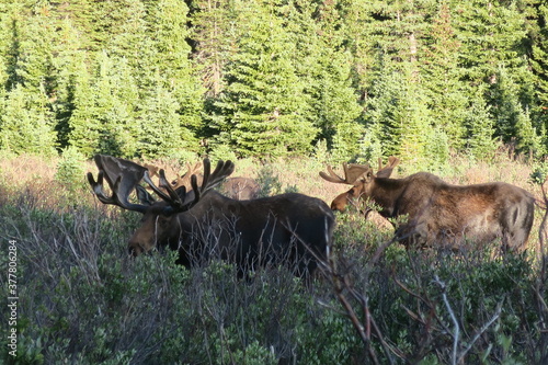 Bull Moose in the morning