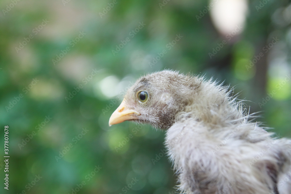 Closeup portrait of little chick
Closeup portrait of little chick