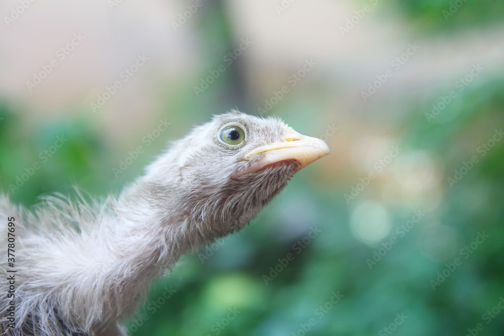 Closeup portrait of little chick Closeup portrait of little chick