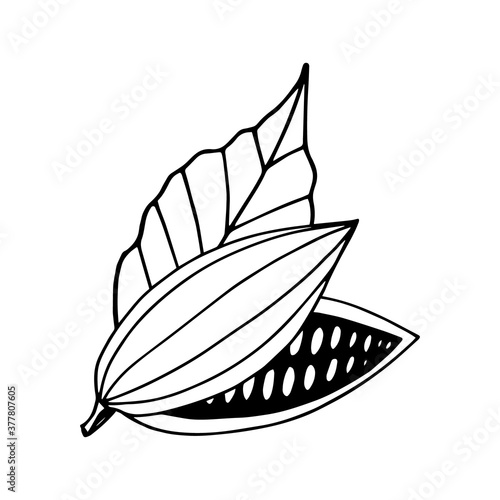 cocoa bean half with leaves hand drawn vector doodle. concept icon logo composition for design label, menu, sticker. food, plant