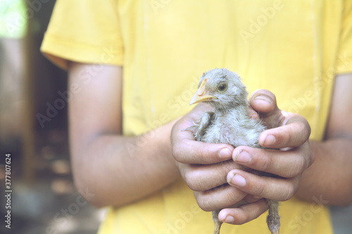 Little boy holds a chick in his hands 