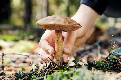 Hand of teenager picking boletus mushroom in sunny forest. Selective focus, close-up