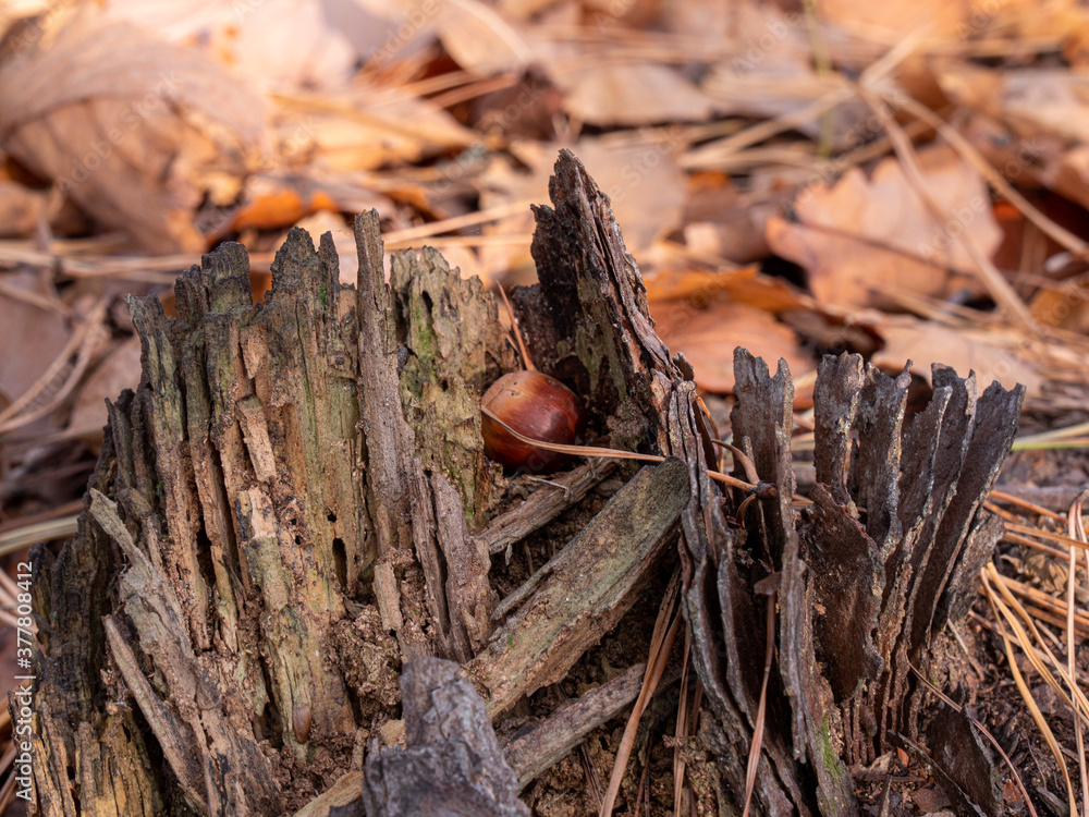 an acorn placed between broken trees an acorn placed between broken trees